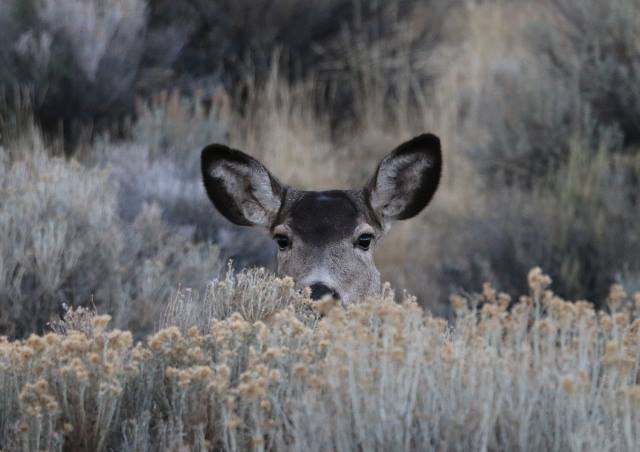Photo by J. Mark Webb